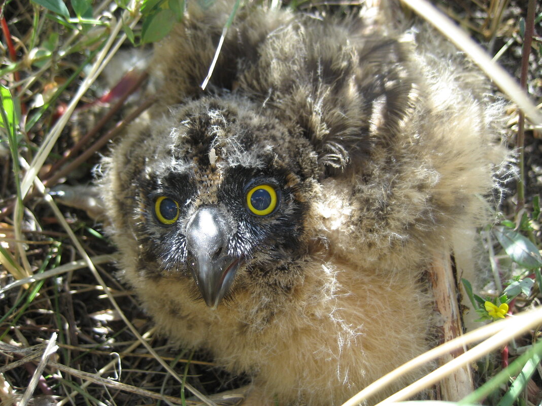Птенец болотной совы - Anna Ivanova