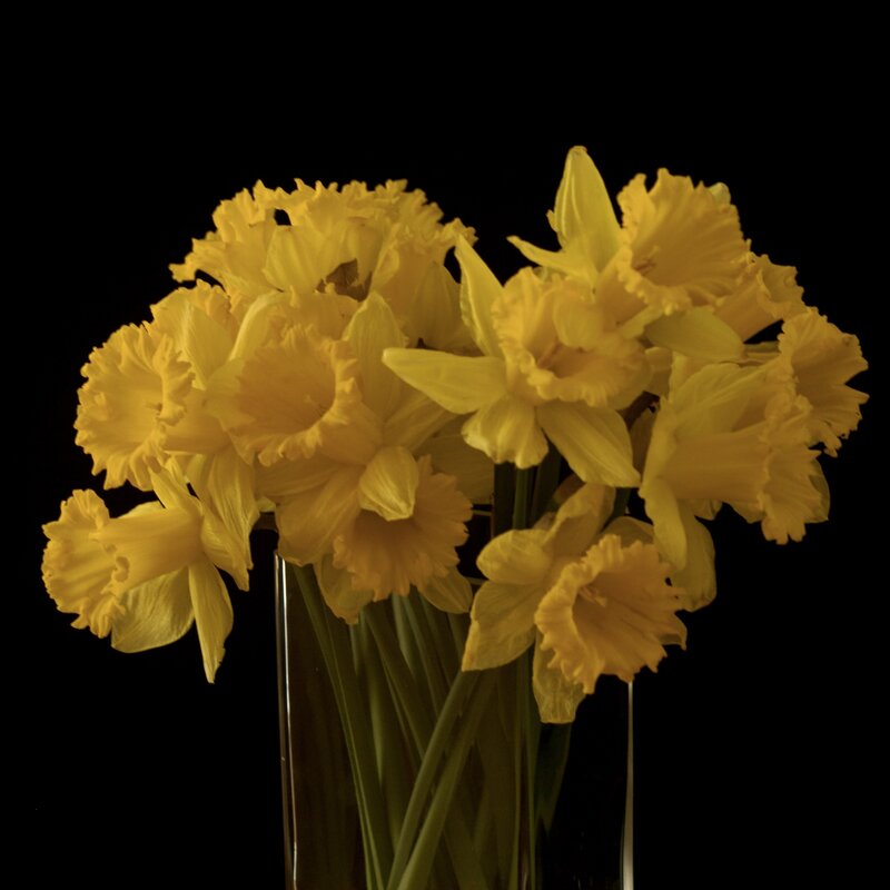 Нарциссы. - Lucy Schneider 