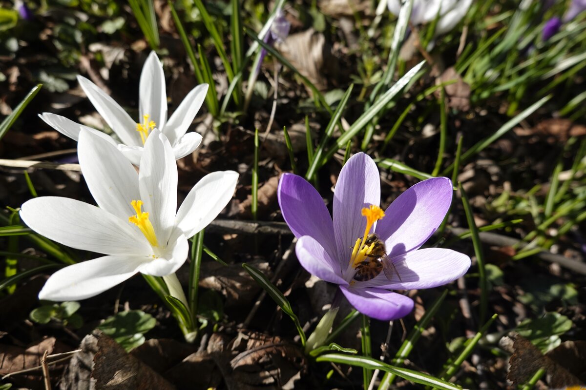 "Любуйся весною, дыши ею, слушай..." - Галина 