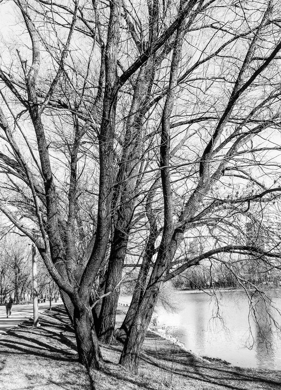 ивы - Сергей Лындин