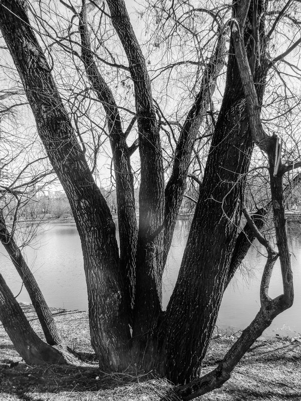 куст деревьев - Сергей Лындин