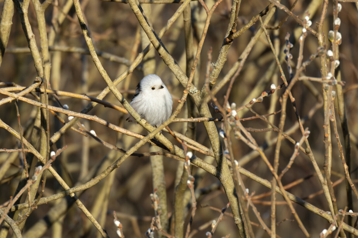 Ополовник - Сергей Брюшинин