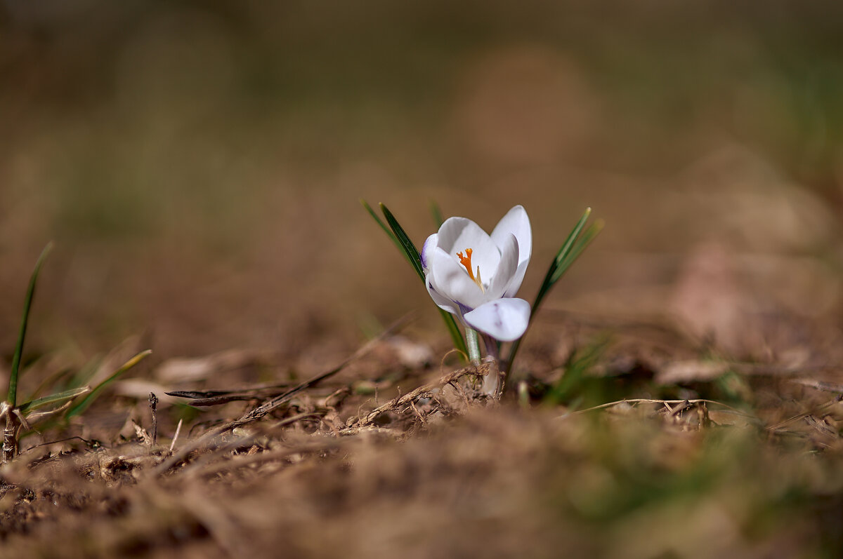 крокус - Sergey Gorelov крокус - Sergey Gorelov