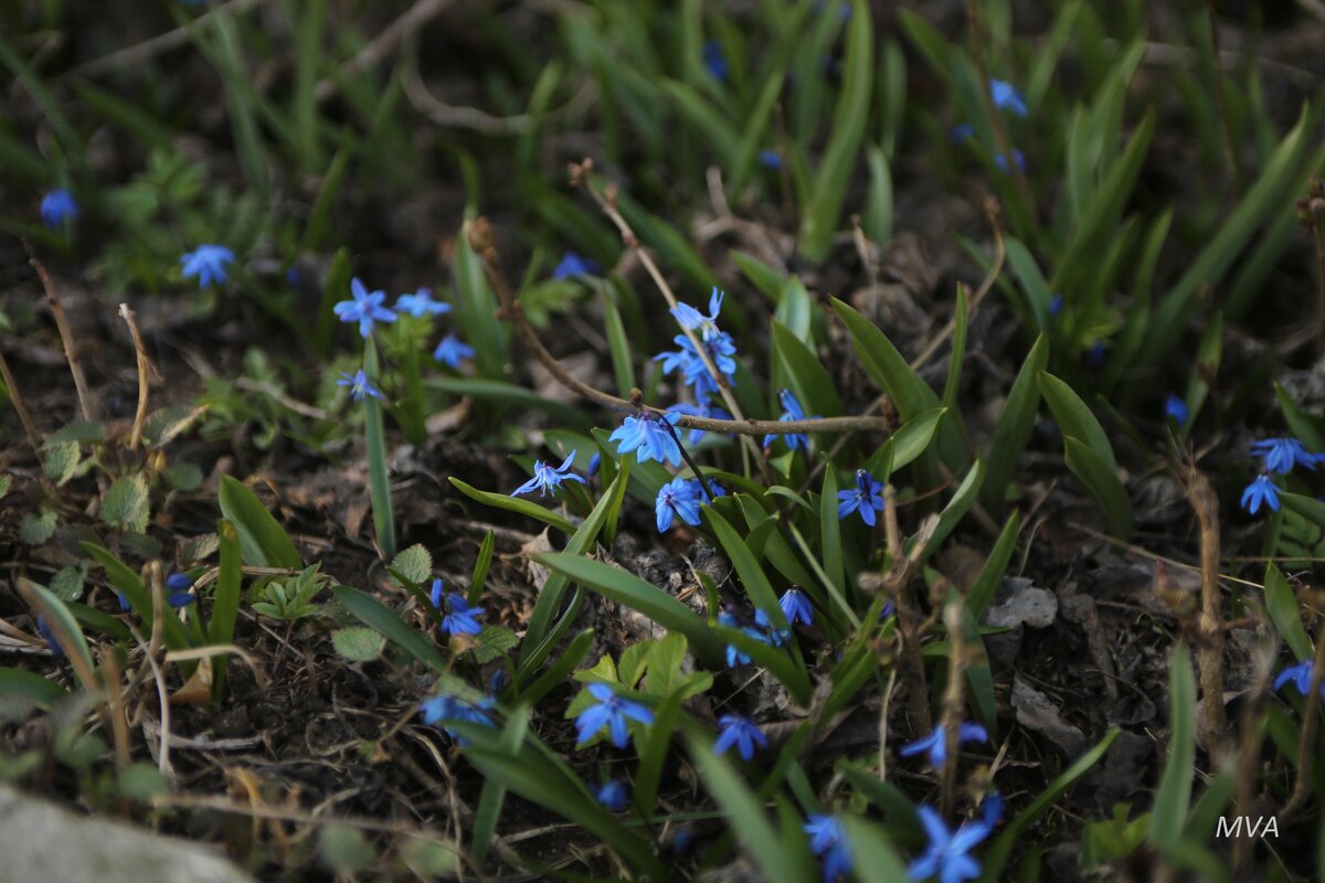 *** - Вячеслав Макушин