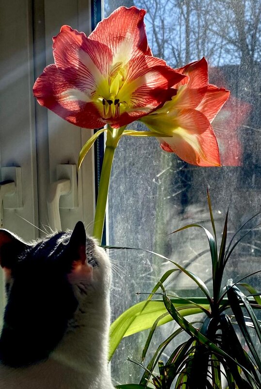 Кот Мотя и цветок - Владимир Мельников