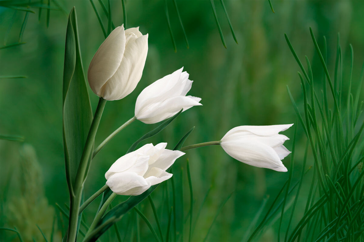 Тюльпаны - Александр Трухин