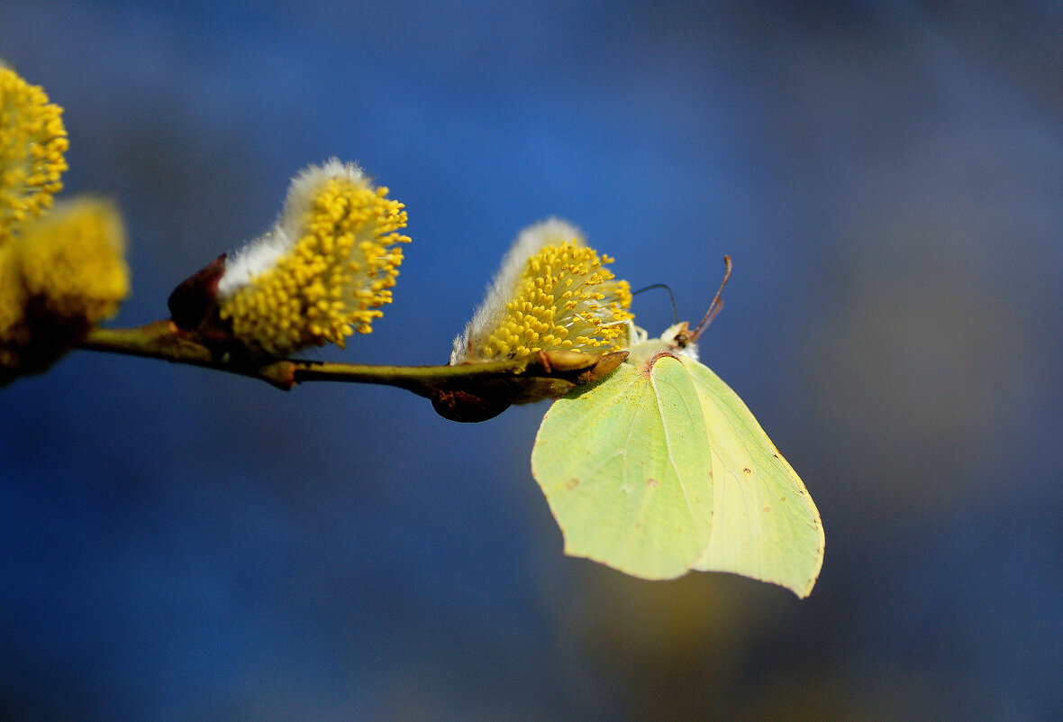 бабочки, снятые 22 марта 1 - Александр Прокудин бабочки, снятые 22 марта 1 - Александр Прокудин