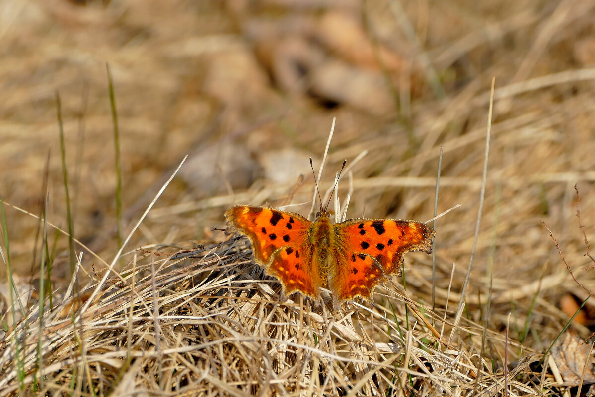 бабочки, снятые 22 марта 2 - Александр Прокудин бабочки, снятые 22 марта 2 - Александр Прокудин