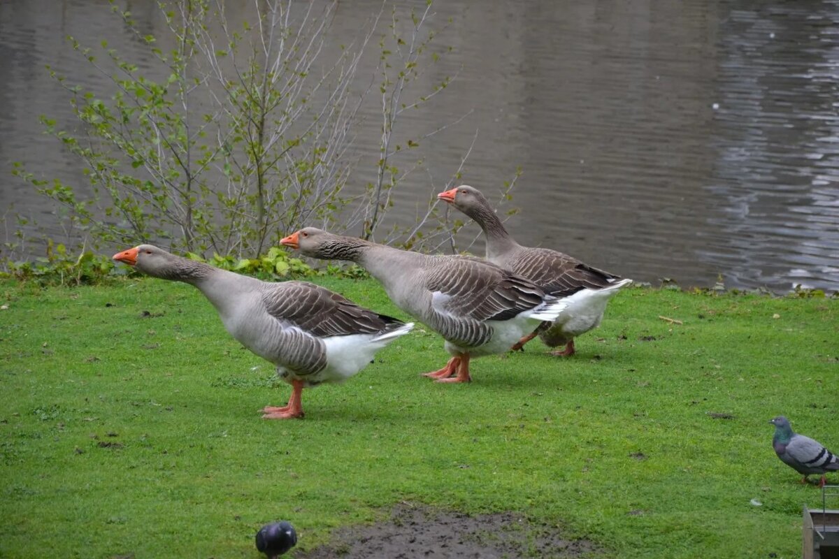 "Жили у бабуси три сердитых гуся". - Надежда "Жили у бабуси три сердитых гуся". - Надежда