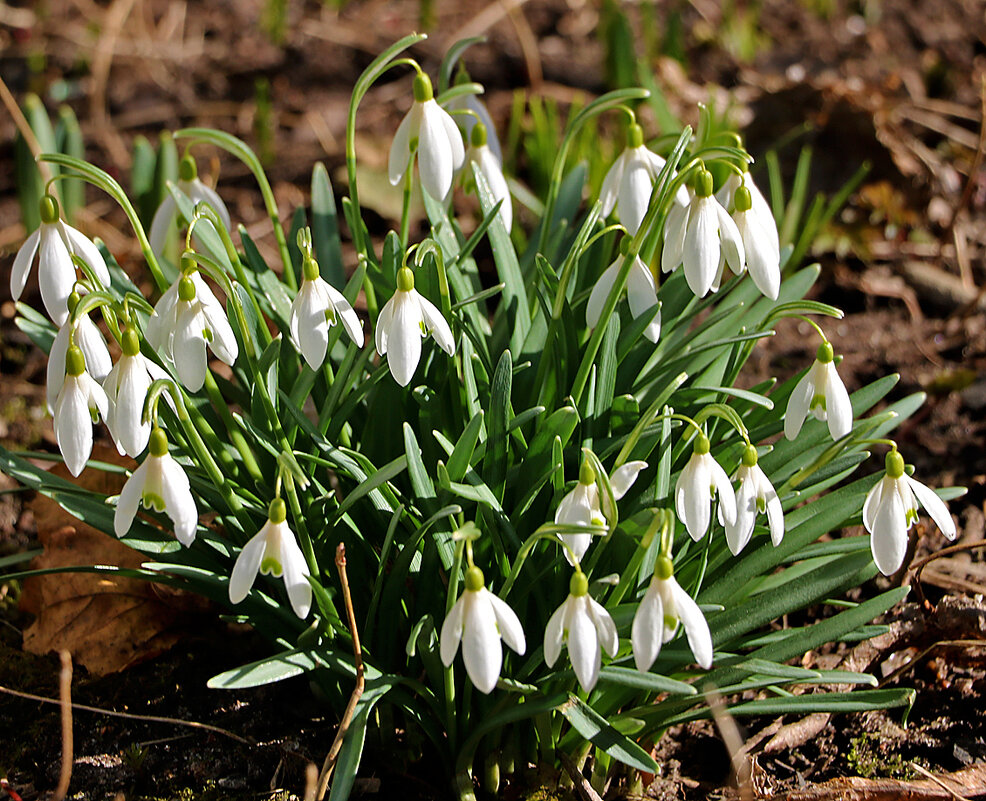 23 марта - весенние фонарики Галантусы - Светлана 23 марта - весенние фонарики Галантусы - Светлана