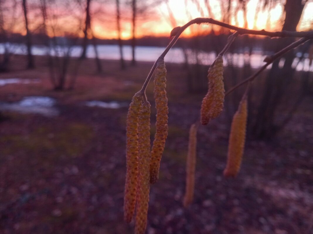 Орешник - Сапсан 