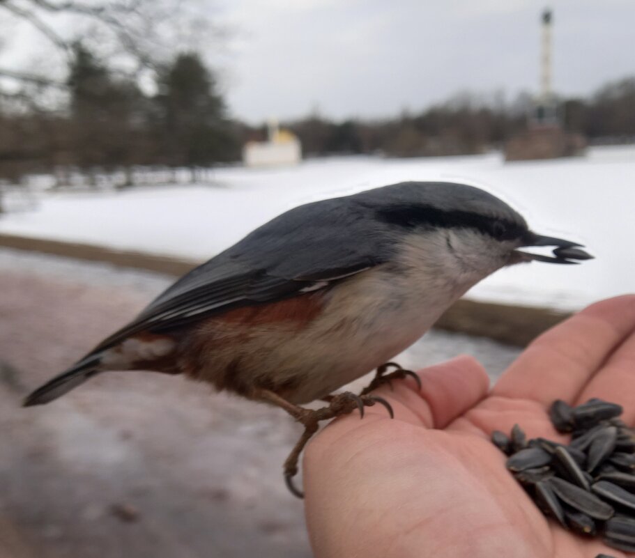 Поползень - Сапсан 