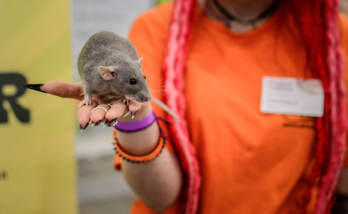 А, где Щелкунчик? - Магомед .