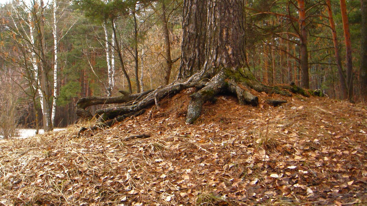 Чудеса в природе - Olga Oskolkova