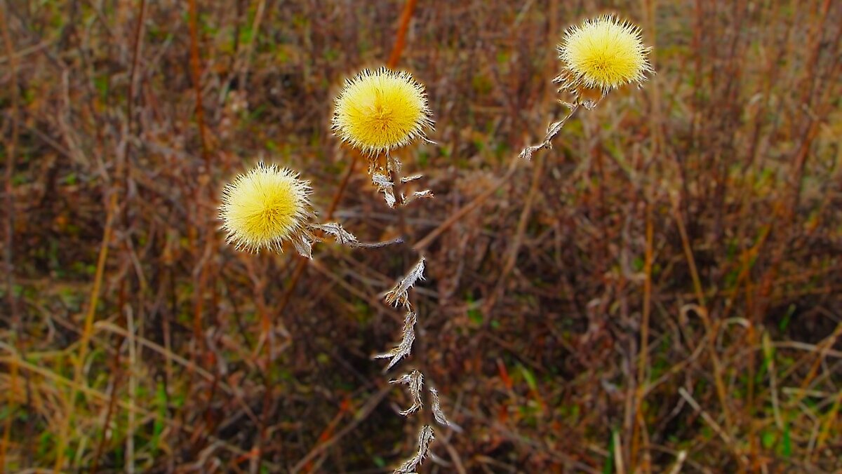 *** п у ш и с т и к и *** - Olga Oskolkova