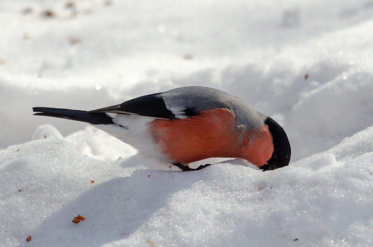 Кто ищет, тот всегда находит. - Виктор Иванович Чернюк