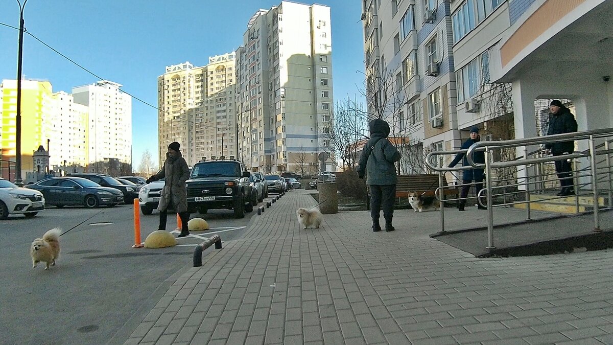 С утра собачники выходят, своих питомцев прогулять - Валерий Иванович