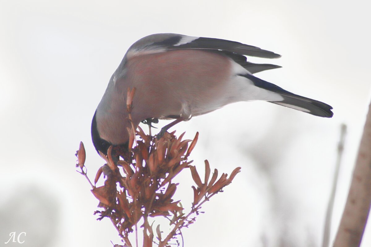 Самка снегиря - Любовь Сахарова