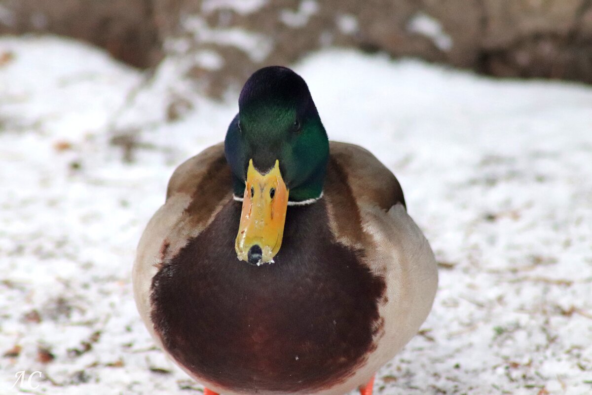 Селезень - Любовь Сахарова