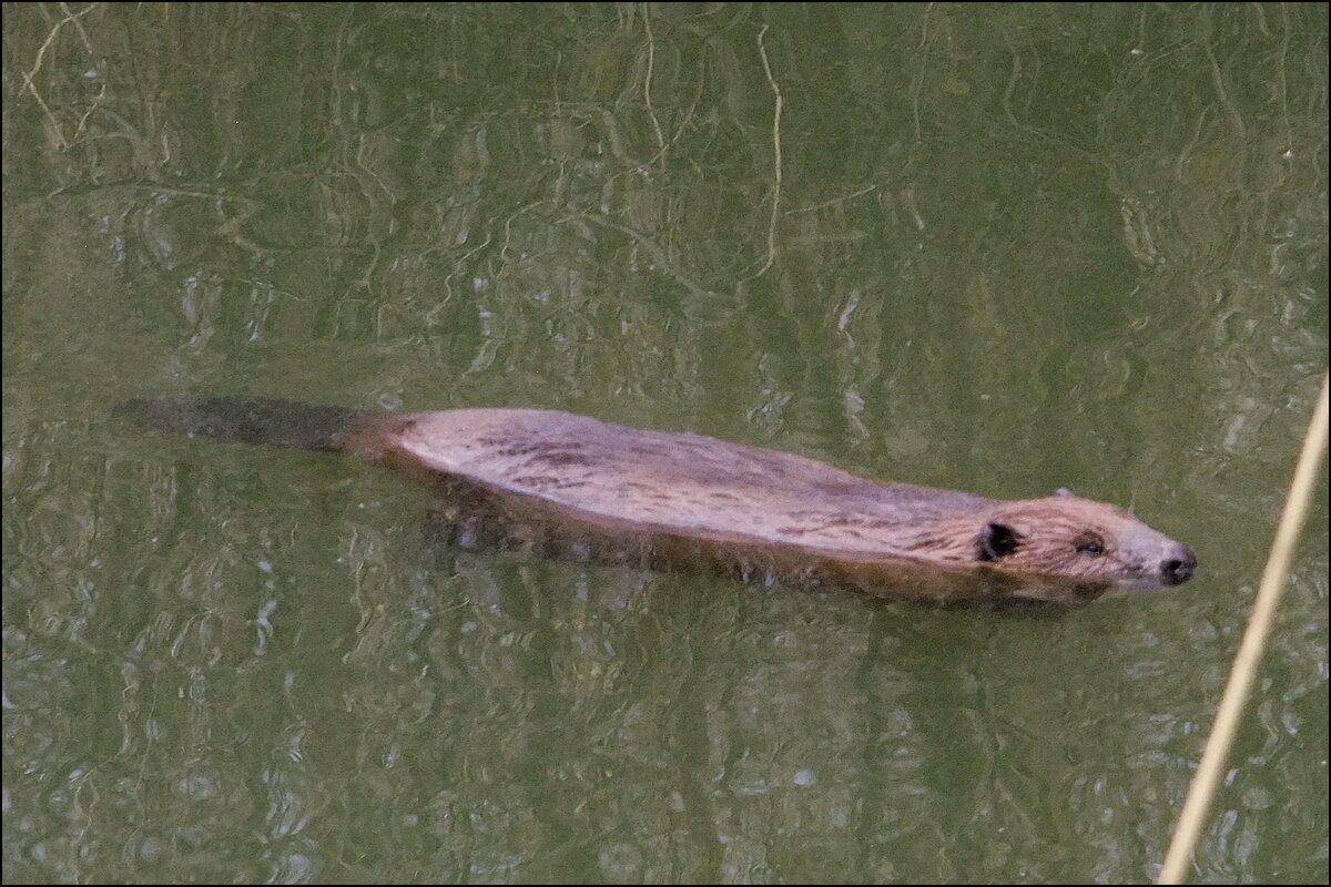 Зубастик Федя - Фёдор Меркурьев Зубастик Федя - Фёдор Меркурьев