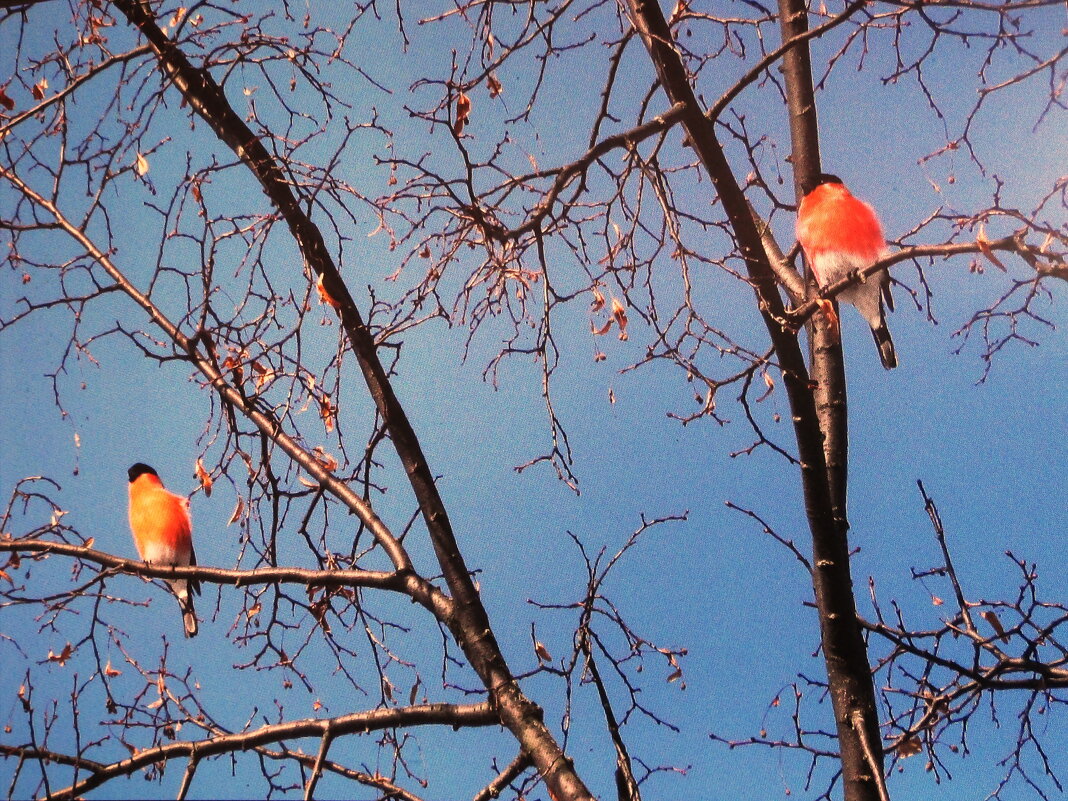 Снегири ещё не улетели - Людмила Смородинская
