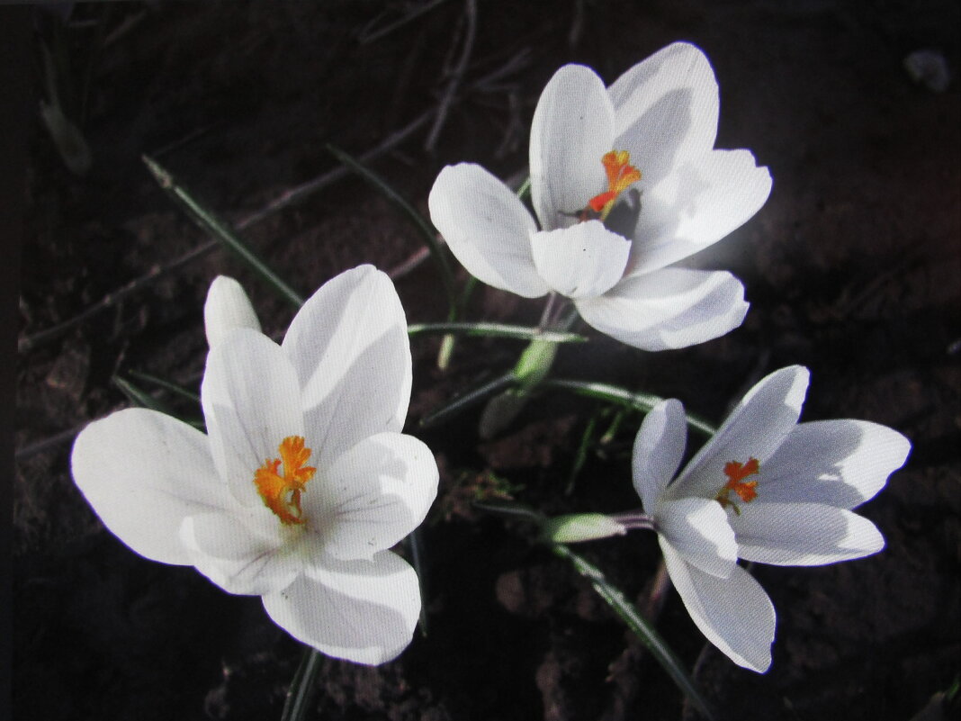 Белые крокусы - Людмила Смородинская Белые крокусы - Людмила Смородинская