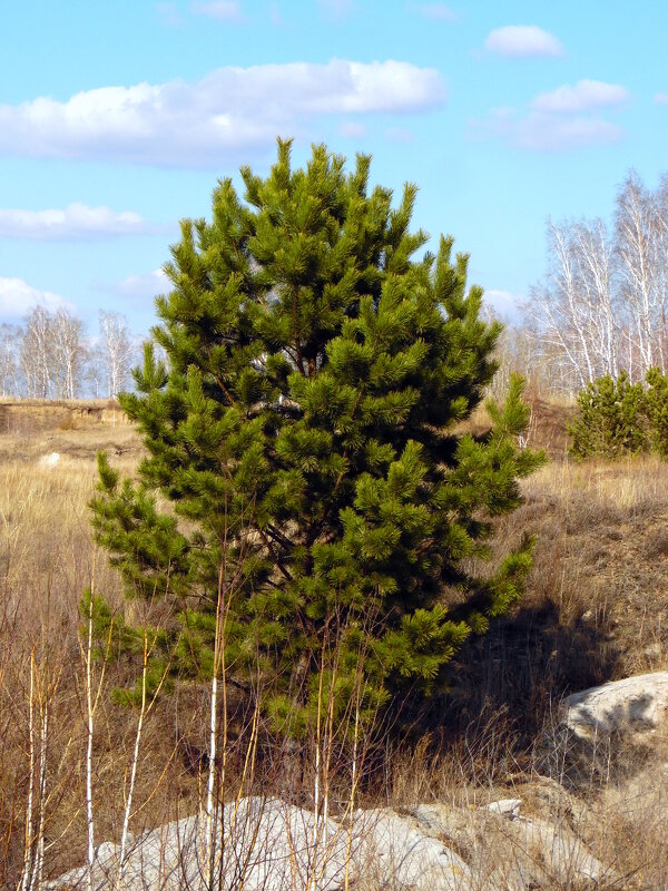 В лесу растёт сосёнка. - nadyasilyuk Вознюк В лесу растёт сосёнка. - nadyasilyuk Вознюк