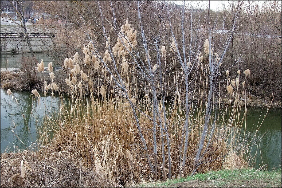 Хатка бобра - Фёдор Меркурьев