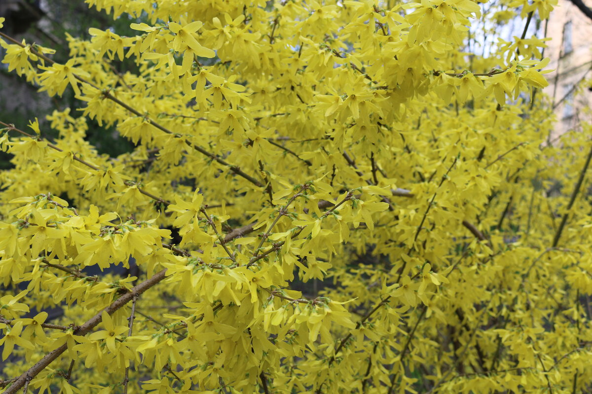 Цветение форзиции - Ольга Цветение форзиции - Ольга