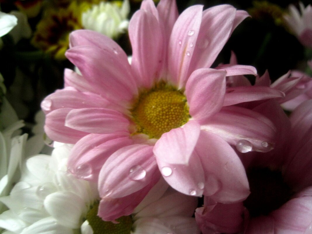 Хризантема - Елена Семигина Хризантема - Елена Семигина