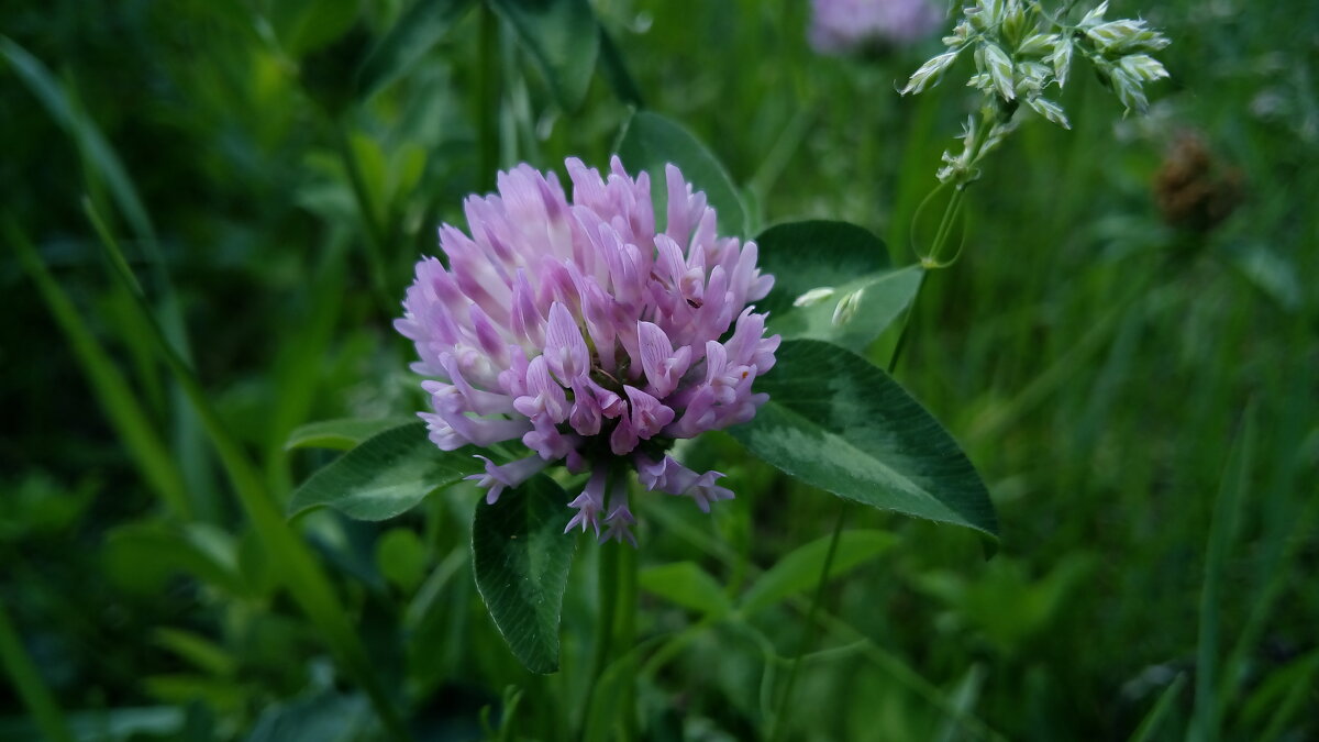 ,,,, - Сергей Тимоновский