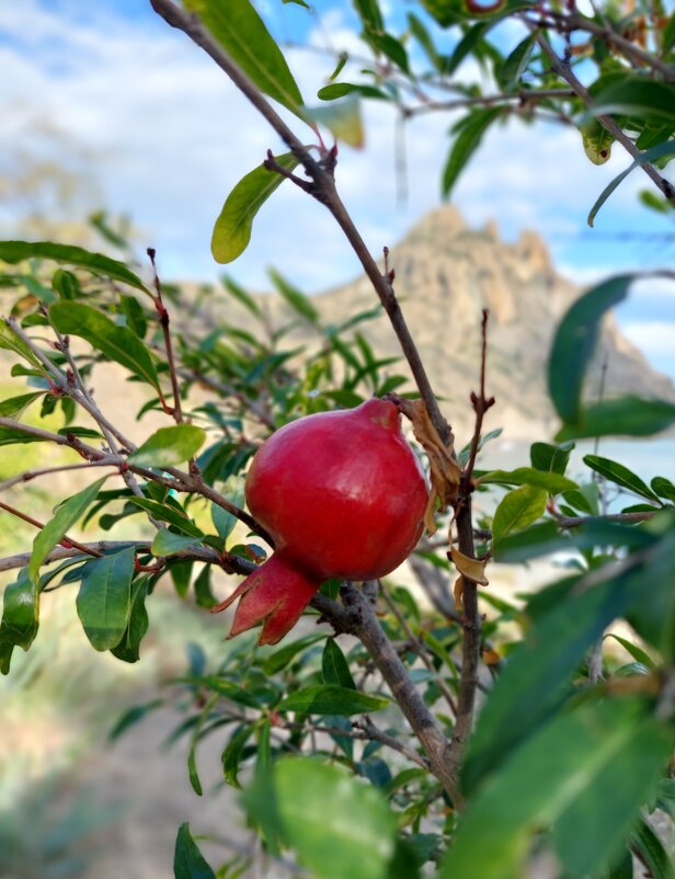 Дикие гранаты - ИРЭН@ . Дикие гранаты - ИРЭН@ .