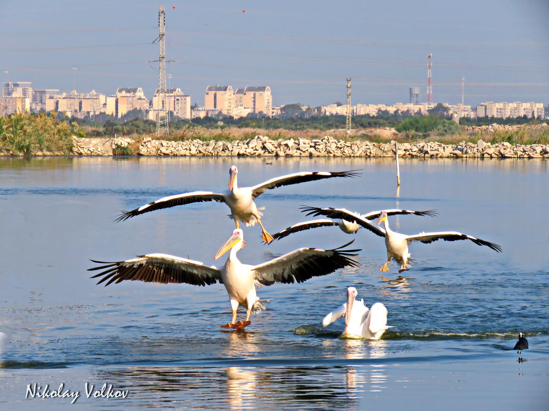 Только прилетели сразу сели... - Николай Волков