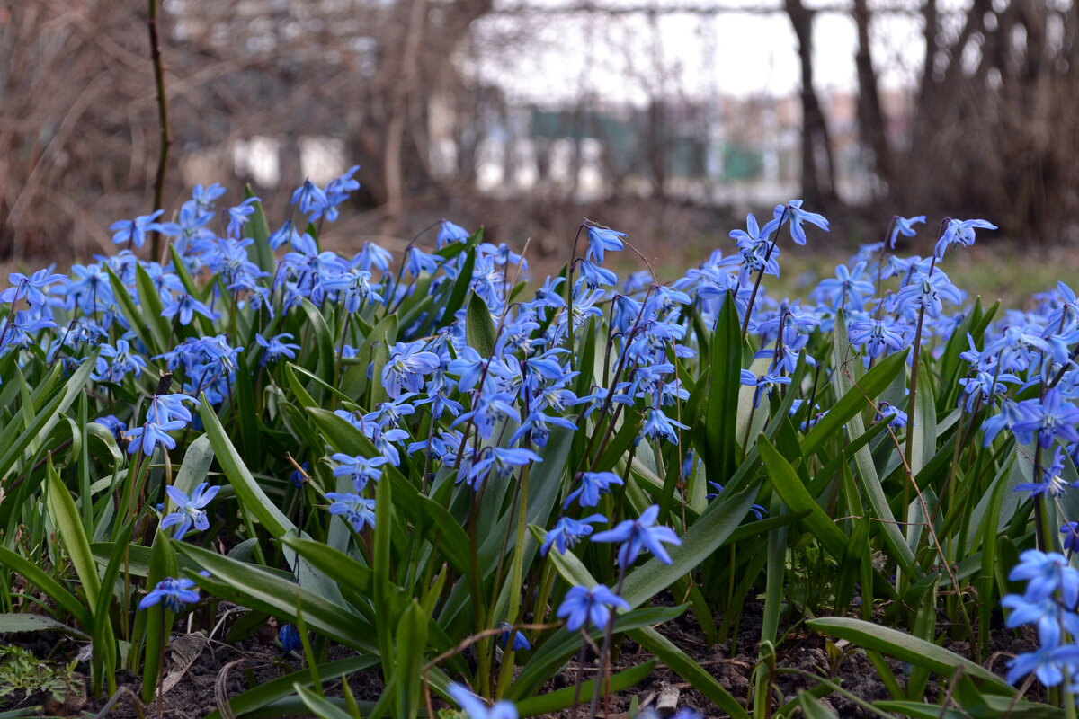 пролеска сибирская - Ольга 