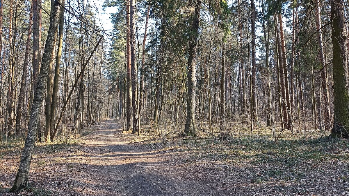 Мартовский лес - Татьяна Тюменка Мартовский лес - Татьяна Тюменка