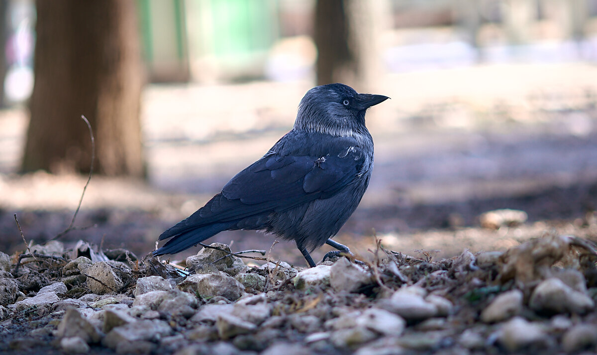 Галка - Sergey Gorelov Галка - Sergey Gorelov