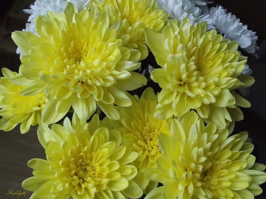 Хризантемы - Freddy 97