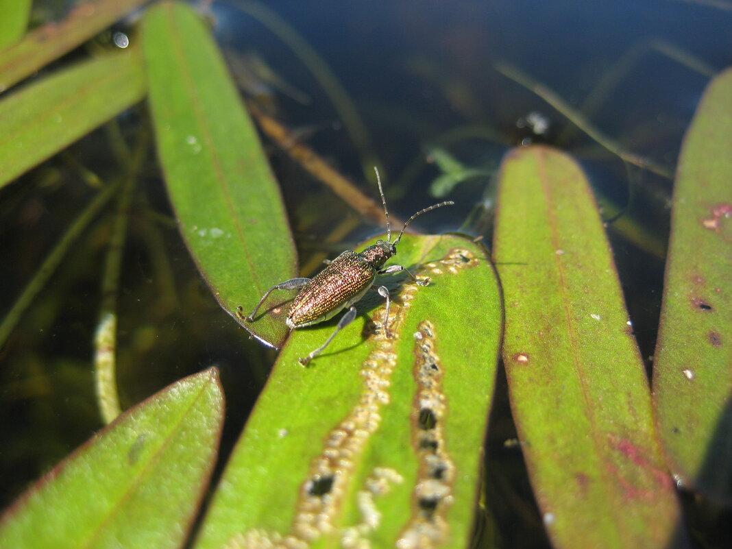 Радужница - Anna Ivanova