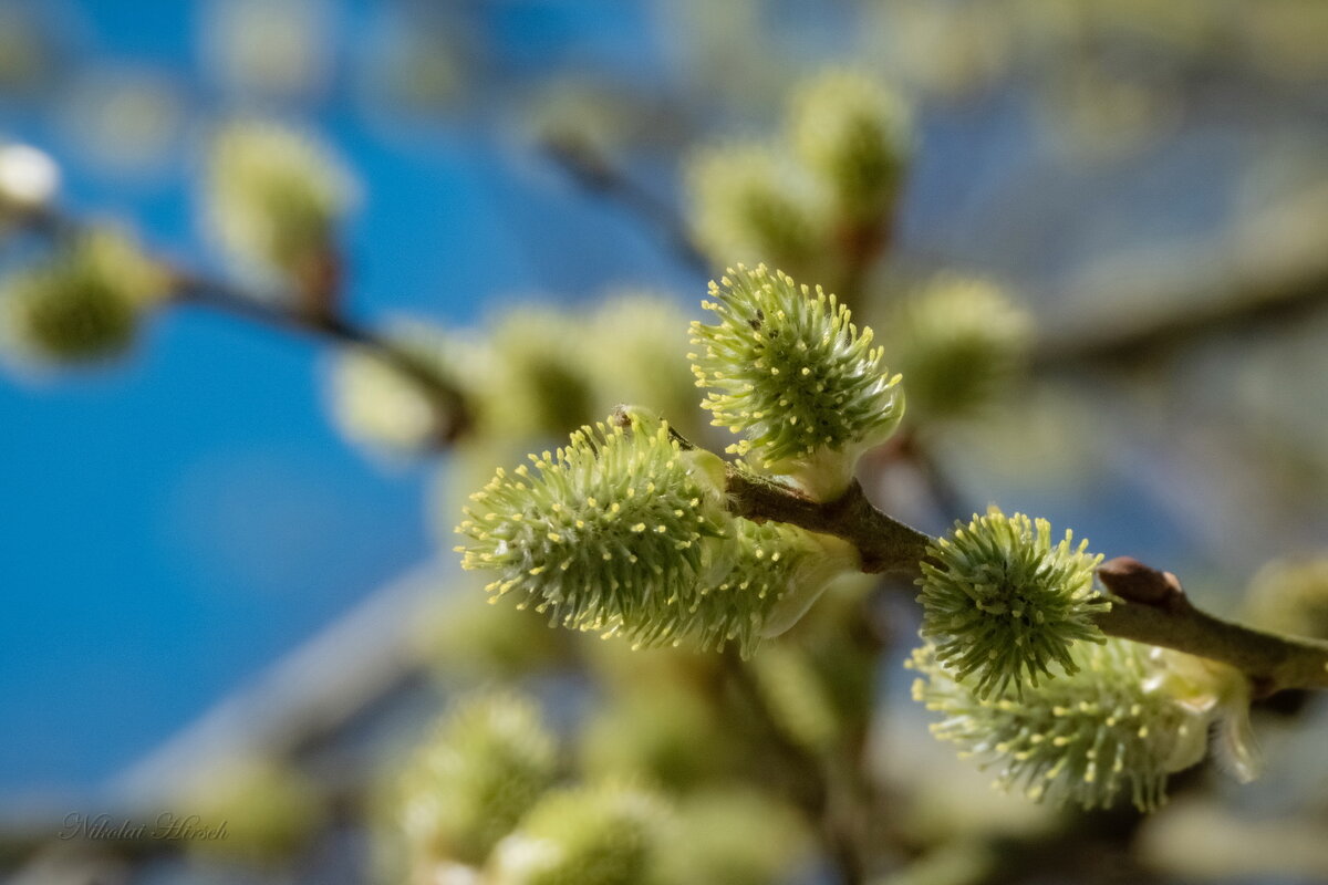 Цветение ивы... - Николай Гирш Цветение ивы... - Николай Гирш