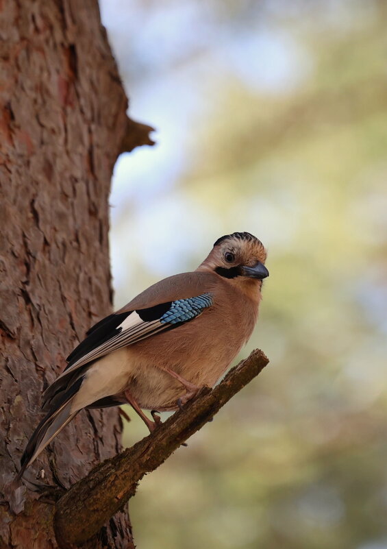 Сомнение... - Александр Кондаков Сомнение... - Александр Кондаков