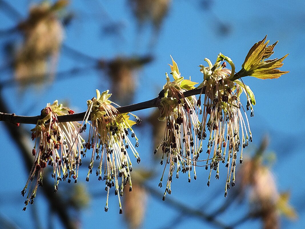 ** - Зоя Мишина ** - Зоя Мишина