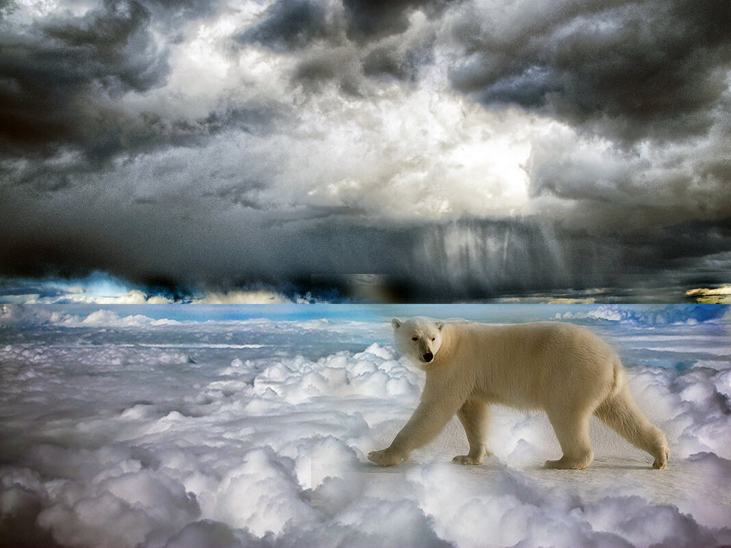 Мишка на Севере - Юрий Яньков