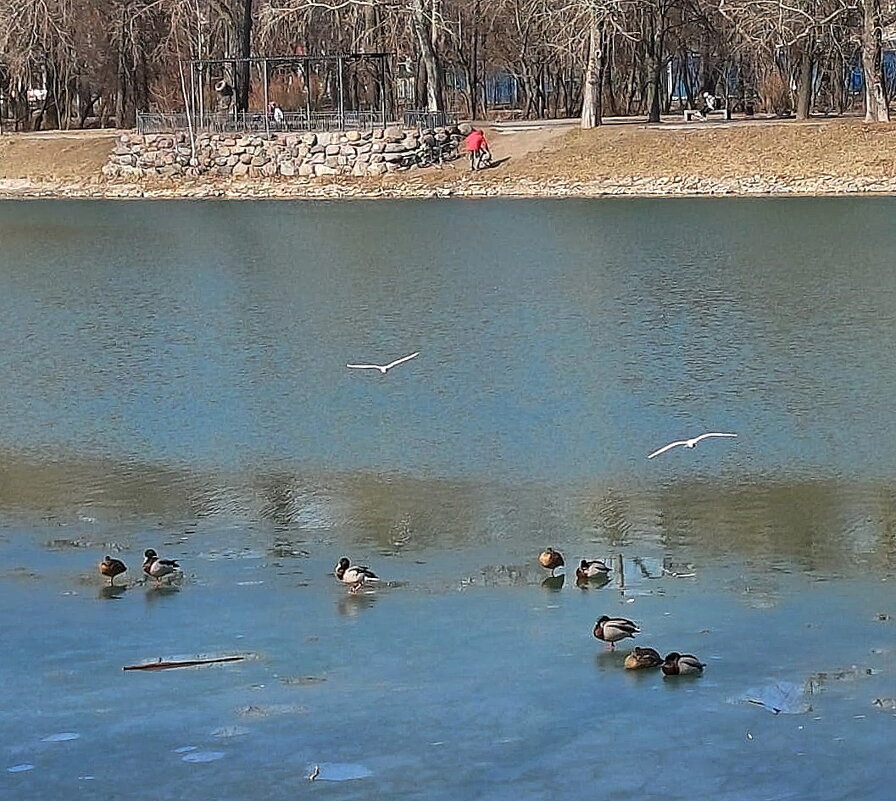 Пруд в Перовском парке. Москва. - Ольга Довженко Пруд в Перовском парке. Москва. - Ольга Довженко