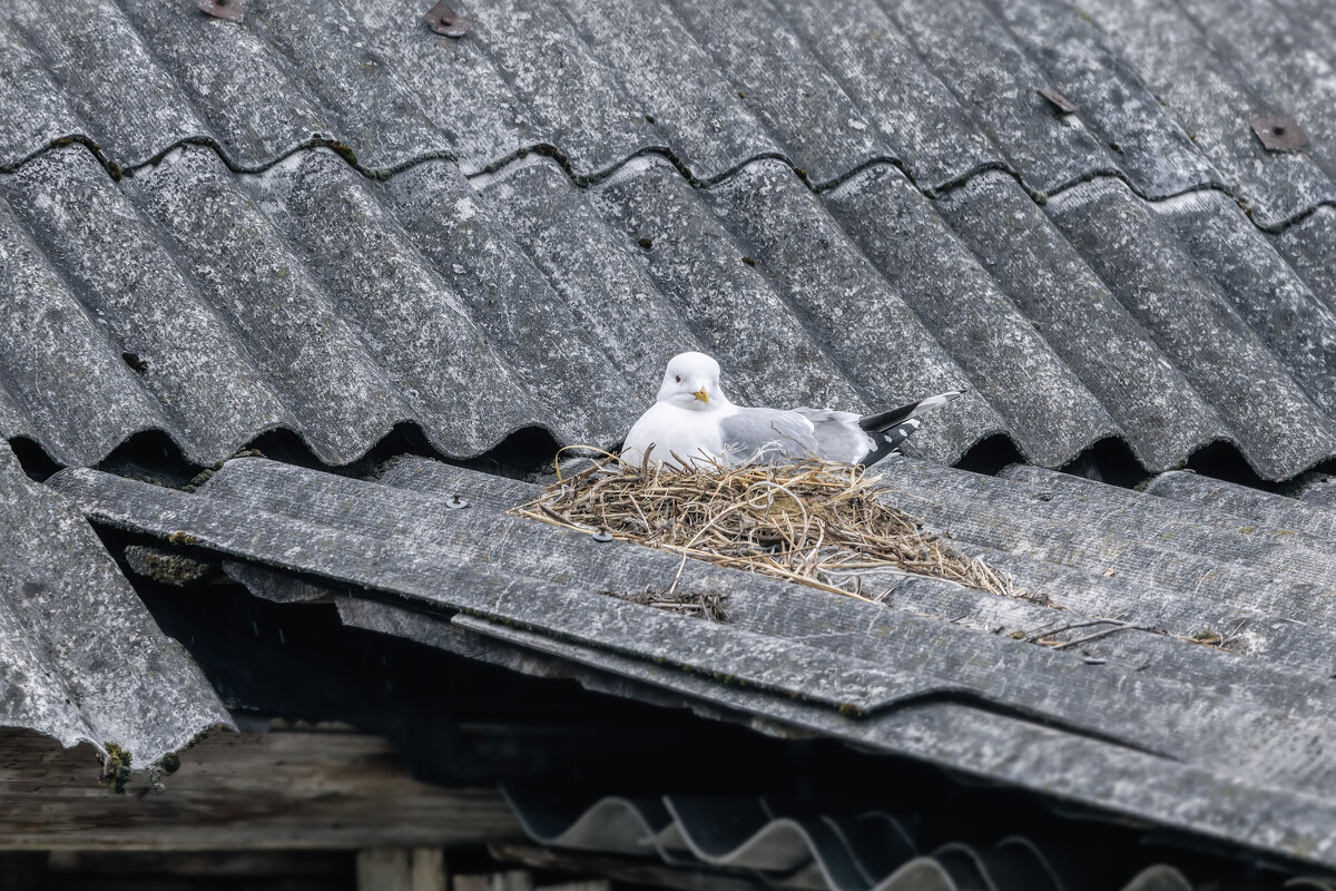 В деревне - Владимир Колесников