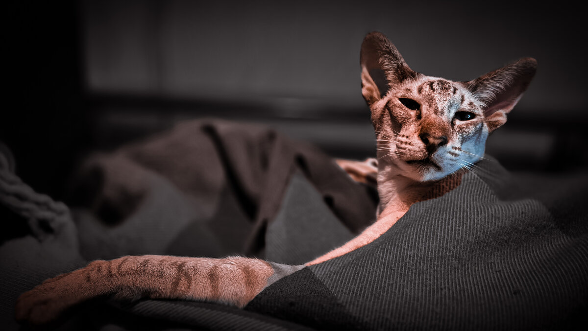 Зоя-леди - Юля Сrane