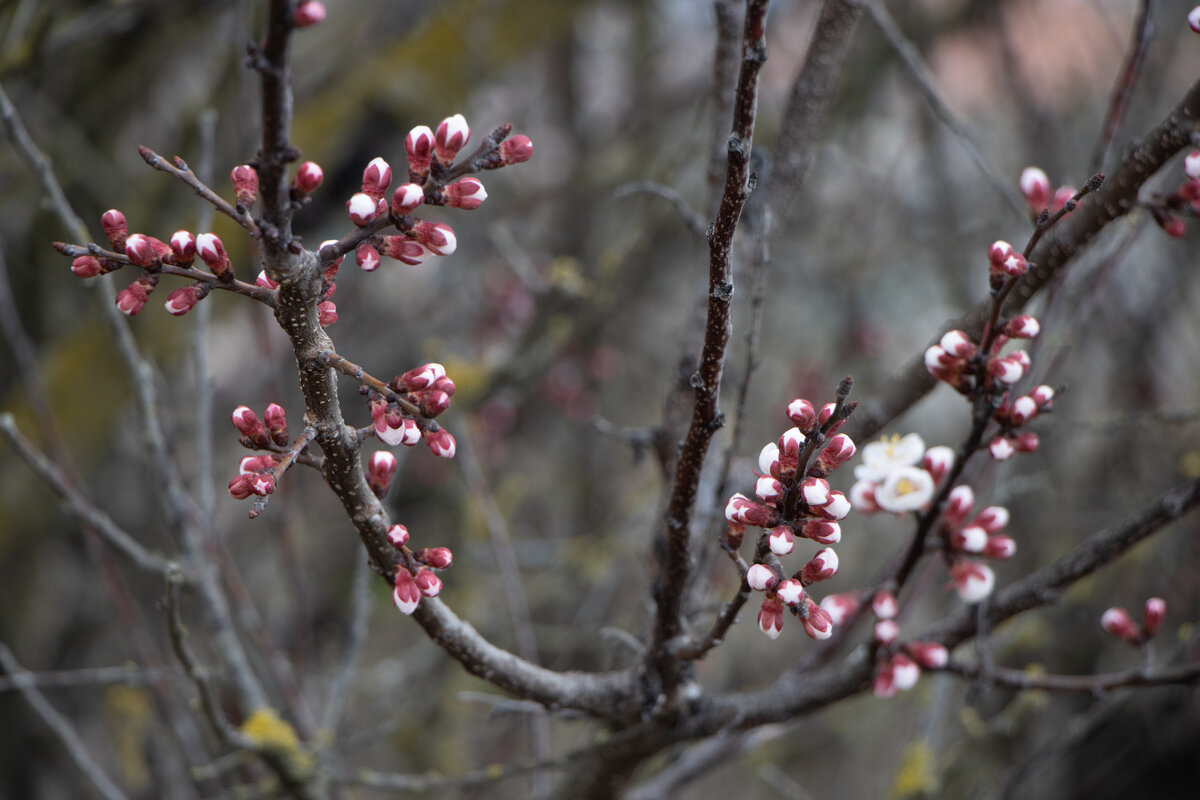 Весенняя красота.... - Дмитрий А