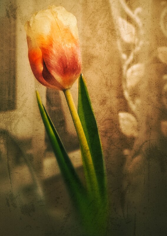 Тюльпанчик... - Руслан 