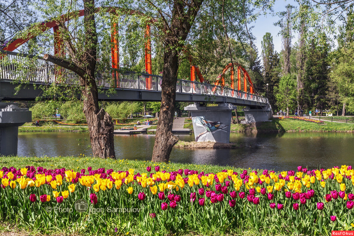 Весенний мост - Игорь Сарапулов