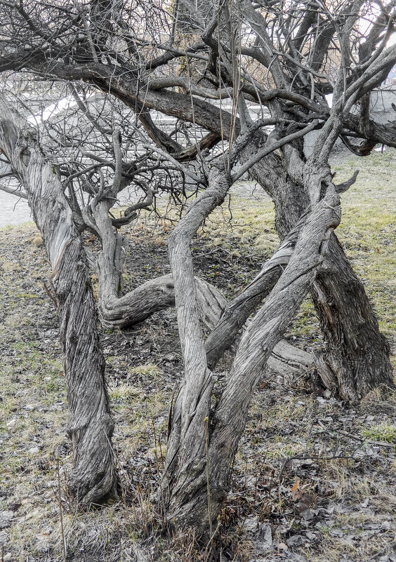 завитушки - Сергей Лындин