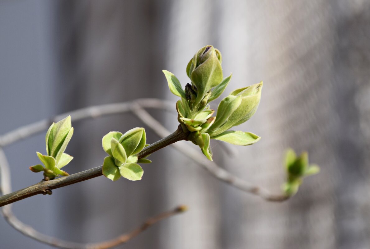Март - Павленко Михаил 
